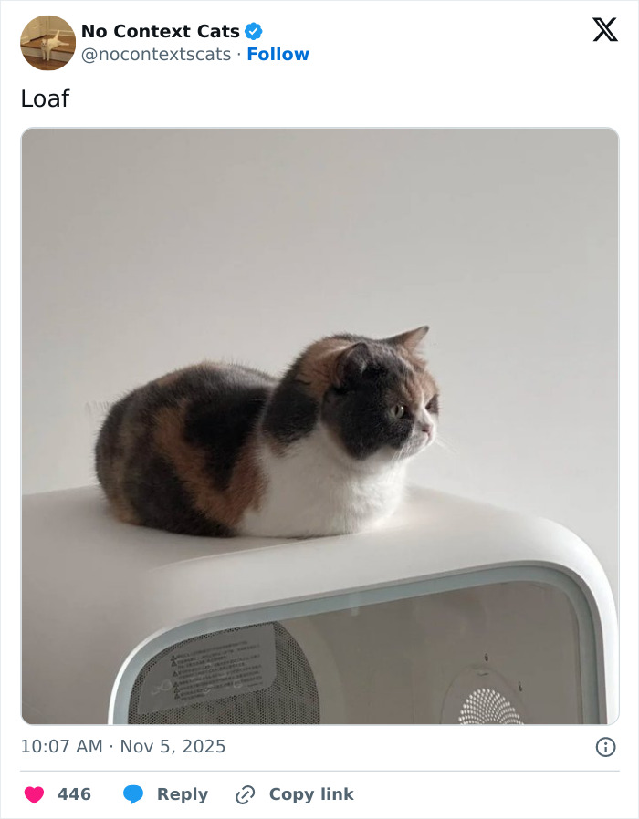 Calico cat loafing on top of a white appliance, showcasing a classic no context cats moment with minimal background.