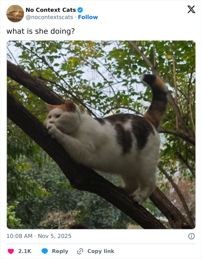 Cat stretching on a tree branch outdoors surrounded by green leaves, a calm moment in no context cats photography.