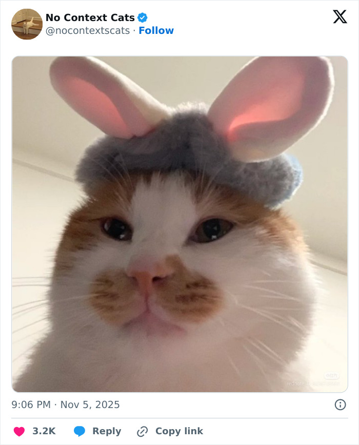 Cat wearing a gray hat with large pink bunny ears, close-up of a fluffy cat face with no context cats.