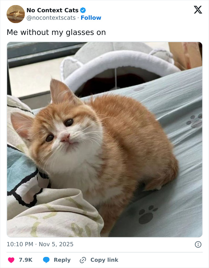 Orange and white cat tilting head on a bed with paw-print sheets, captured in a no context cats image.