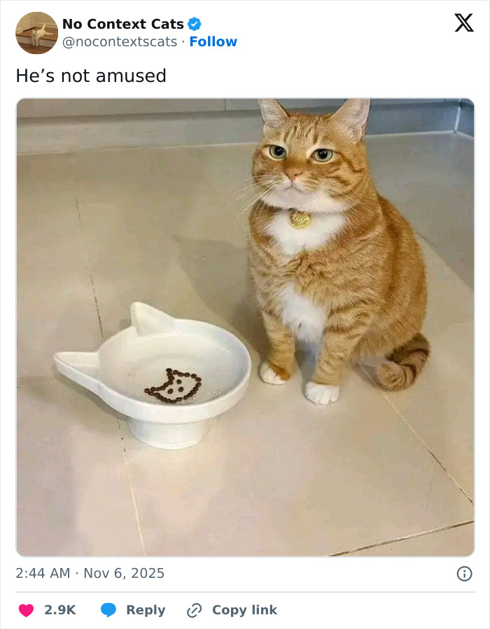 Ginger cat sitting next to an empty cat-shaped food bowl with a disappointed expression, no context cats image.