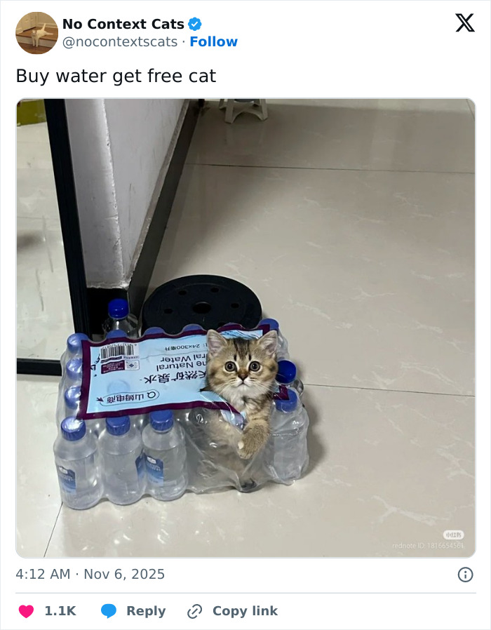 Kitten peeking out from a water bottle pack, showcasing a funny and adorable no context cats moment.