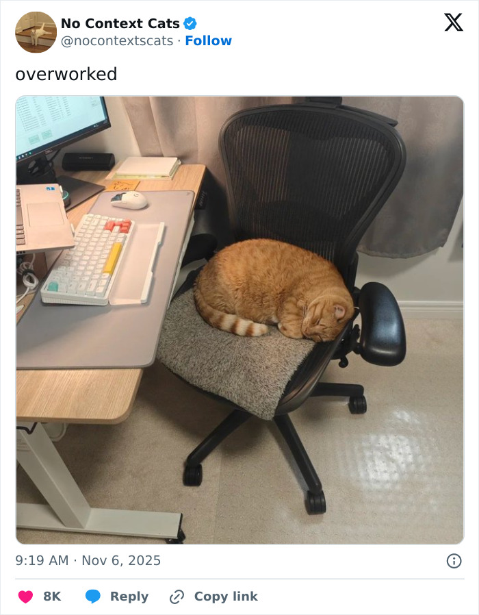 Orange cat sleeping curled up on an office chair near a computer keyboard and mouse in a home workspace scene.