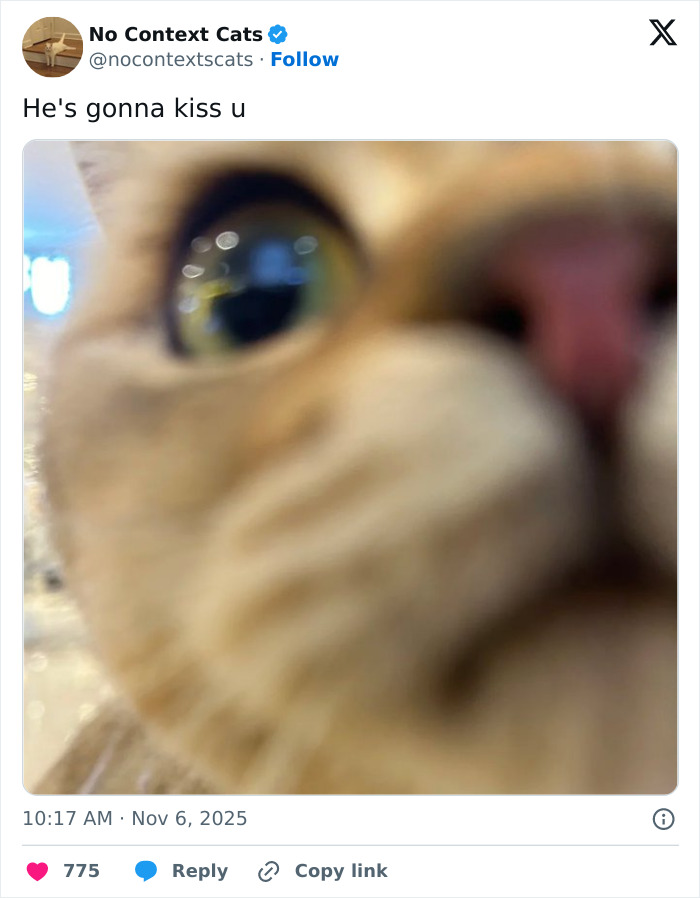 Close-up of a cat’s face with green eyes and a pink nose in a no context cats image.