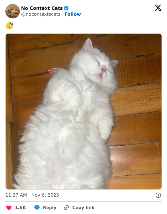 Fluffy white cat sleeping on wooden floor, showcasing a relaxed pose with closed eyes and soft fur in no context cats image.