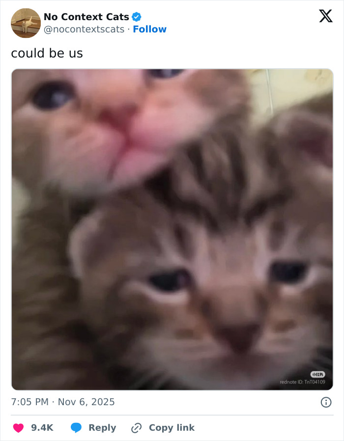 Close-up of two adorable kittens with soft fur, showcasing the charm of no context cats in a playful moment.