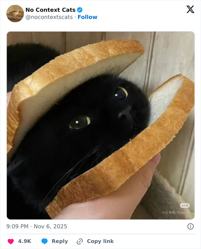 Black cat with wide eyes between two slices of bread, a humorous no context cats image capturing a quirky moment.