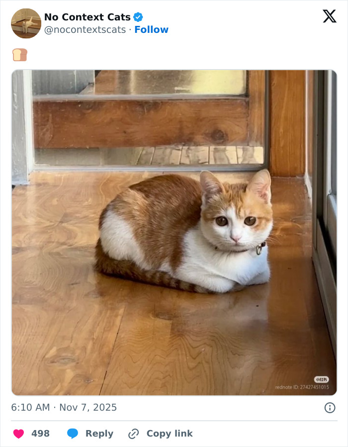 Orange and white cat sitting on wooden floor by a glass door, perfectly captured for no context cats content.
