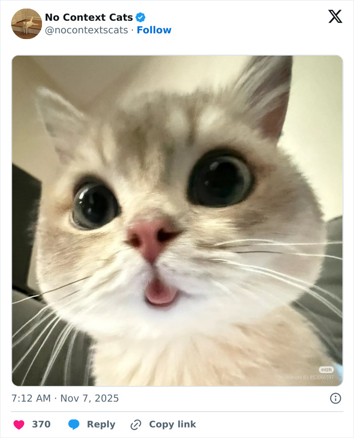 Close-up of a cat with wide eyes and tongue slightly out, showcasing adorable no context cats charm.