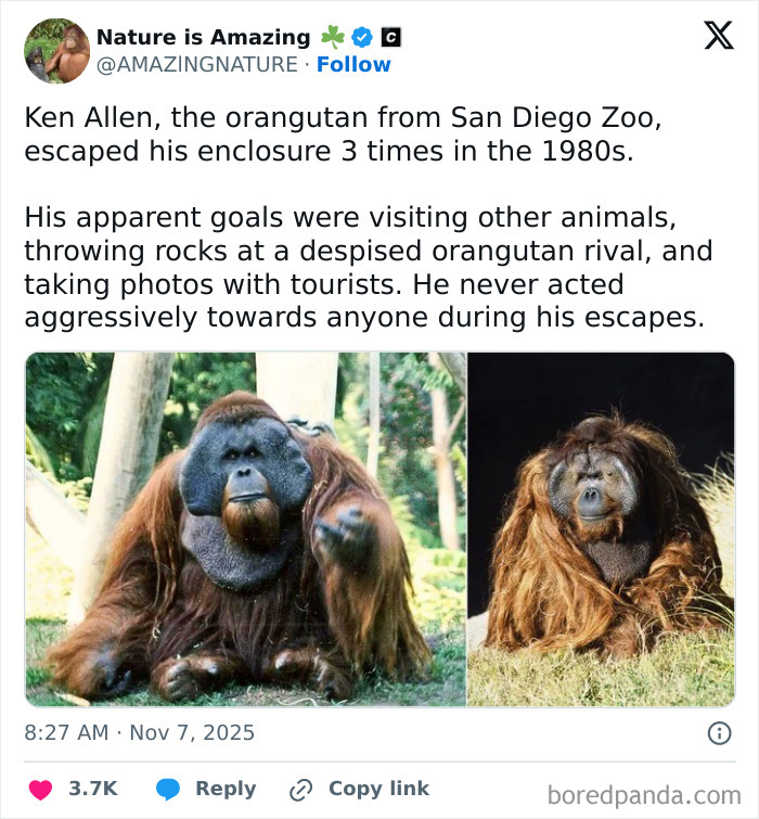 Tweet from an IG page sharing daily facts and interesting stories about Ken Allen, the orangutan who escaped multiple times.
