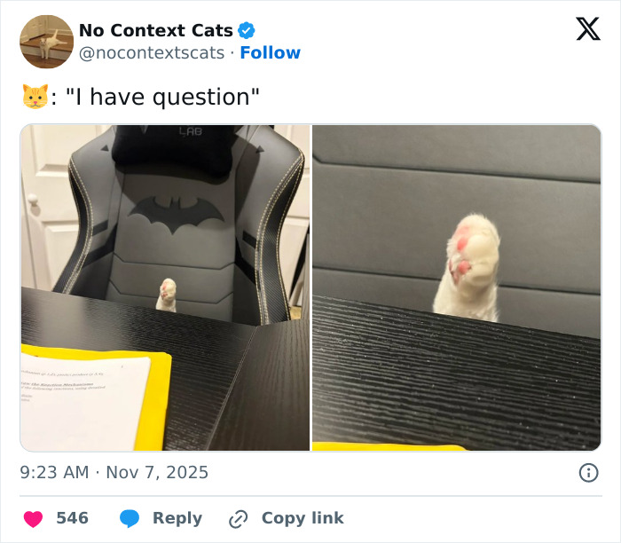 Cat paw raised above a desk in an office chair with Batman logo, a humorous no context cats image.