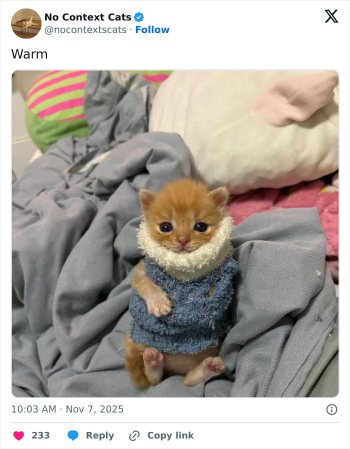 Adorable small kitten wearing a cozy sweater sitting on a soft blanket, perfect for no context cats content.
