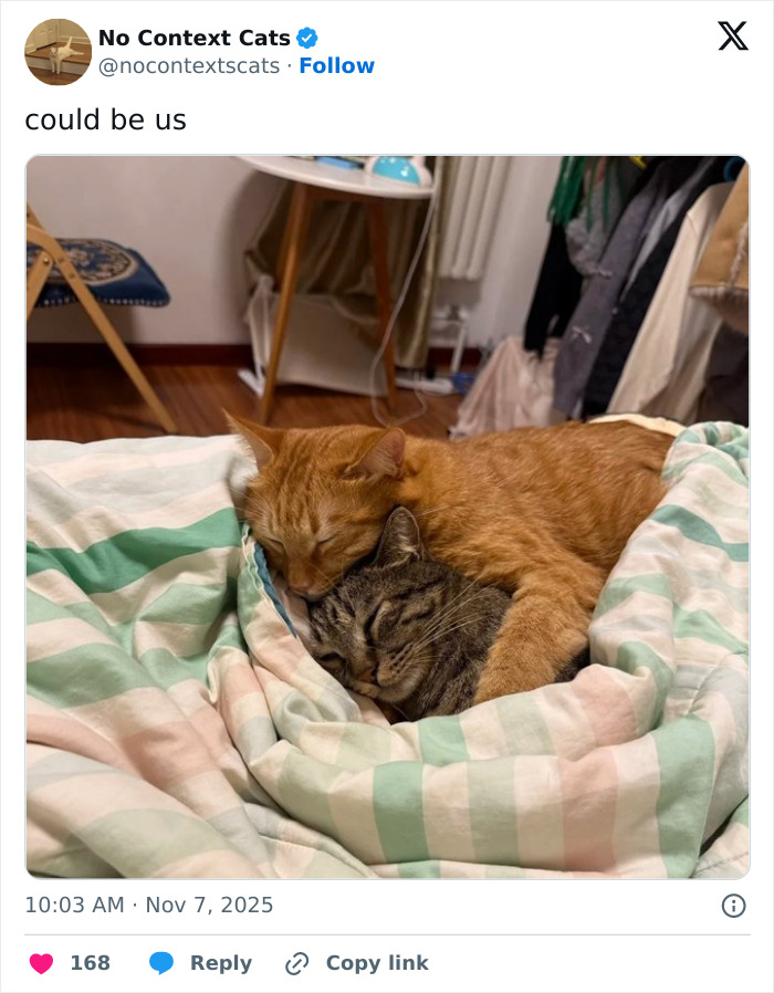 Two cats cuddling closely on a striped blanket, showcasing adorable no context cats moments.