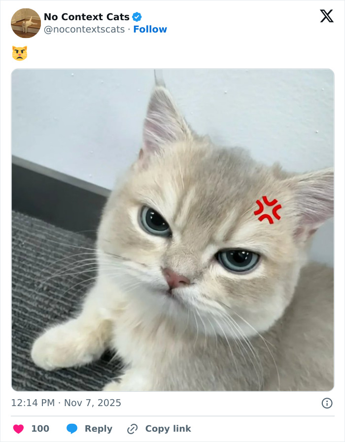 Angry cat with beige fur and blue eyes lying on a carpet, featured in no context cats images for humor and cuteness.