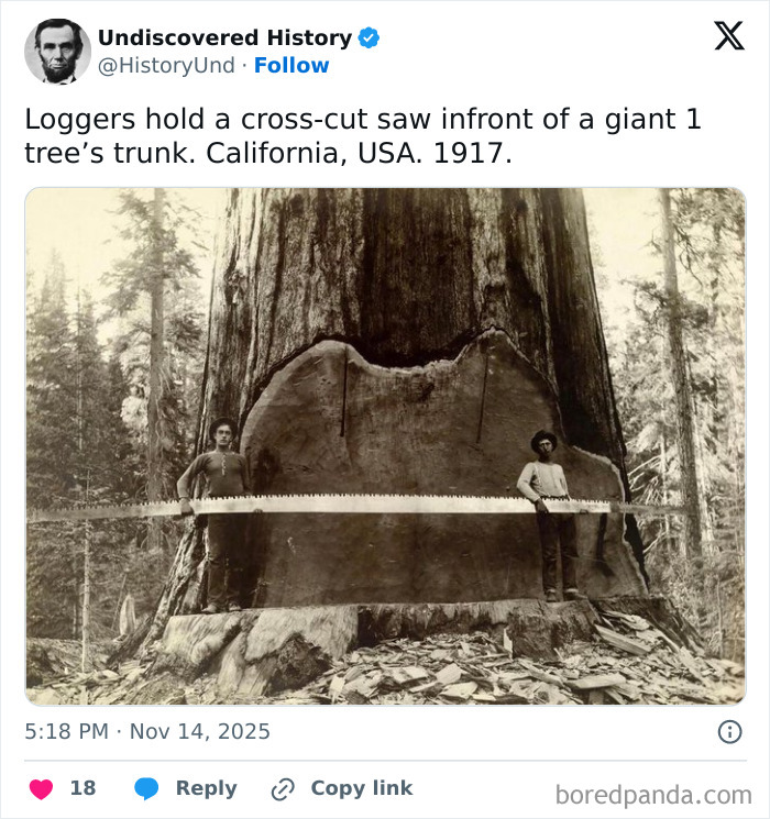 Loggers with a large cross-cut saw in front of a massive tree trunk, capturing a moment lost to time in 1917 California.
