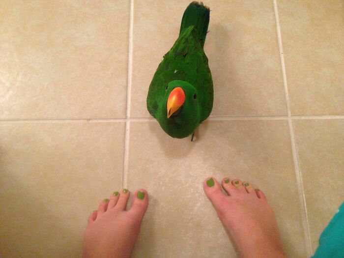 Green parrot standing on tiled floor between toes with matching green nail polish, showing pet personal space invasion.
