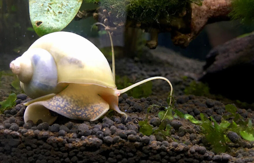 Mystery snail crawling on aquarium gravel surrounded by green plants and algae in a freshwater tank environment. Mystery snail crawling on aquarium gravel surrounded by green plants and algae in a freshwater tank environment.