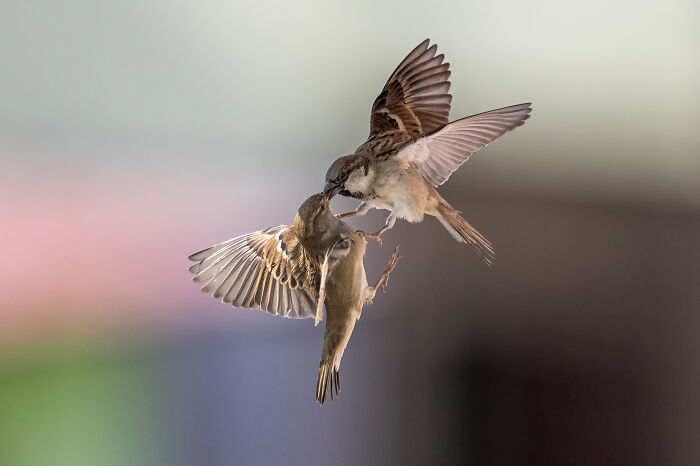 Two small birds in midair captured in stunning wildlife photo showing intricate wing details and interaction.
