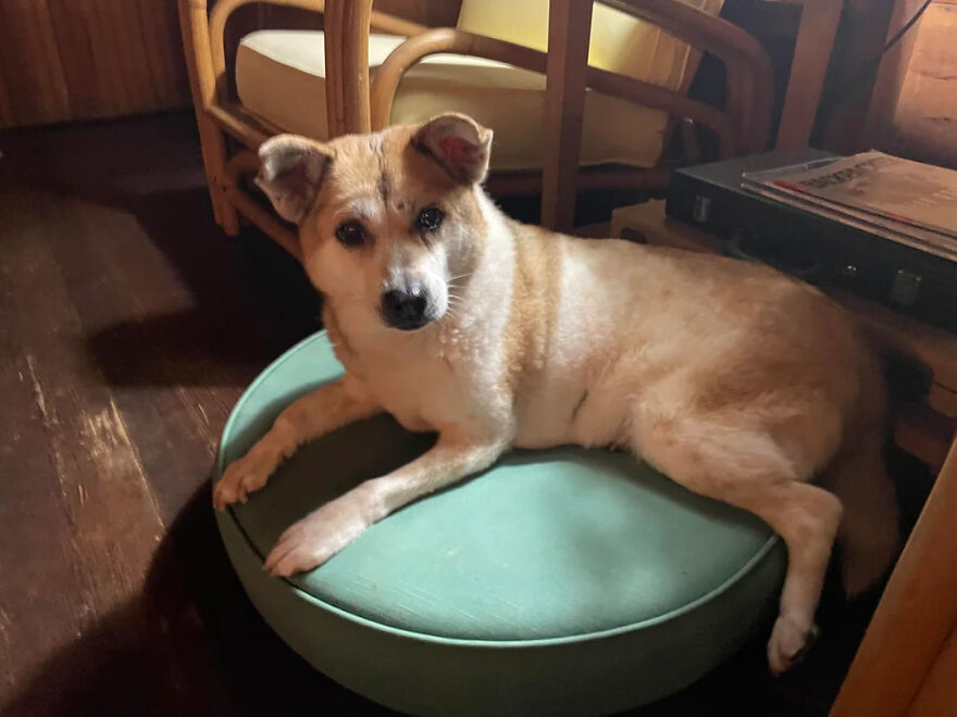 Dog resting on a green cushion indoors, illustrating comfort beyond Asian stereotypes in the modern world.