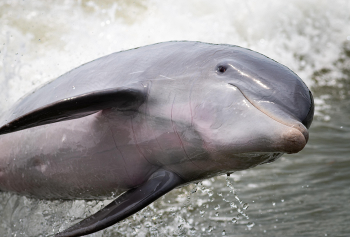 Close-up of a dolphin swimming in water, showcasing one of the smartest animals ever studied by science.