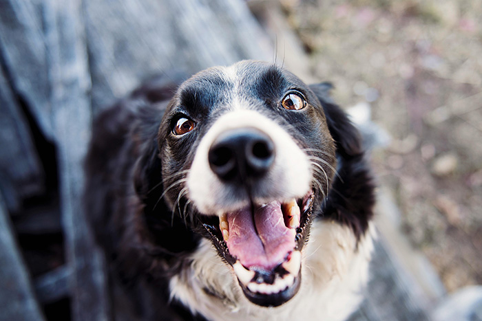 Close-up of a happy dog outdoors illustrating the question can dogs be autistic like humans in scientific research. Close-up of a happy dog outdoors illustrating the question can dogs be autistic like humans in scientific research.