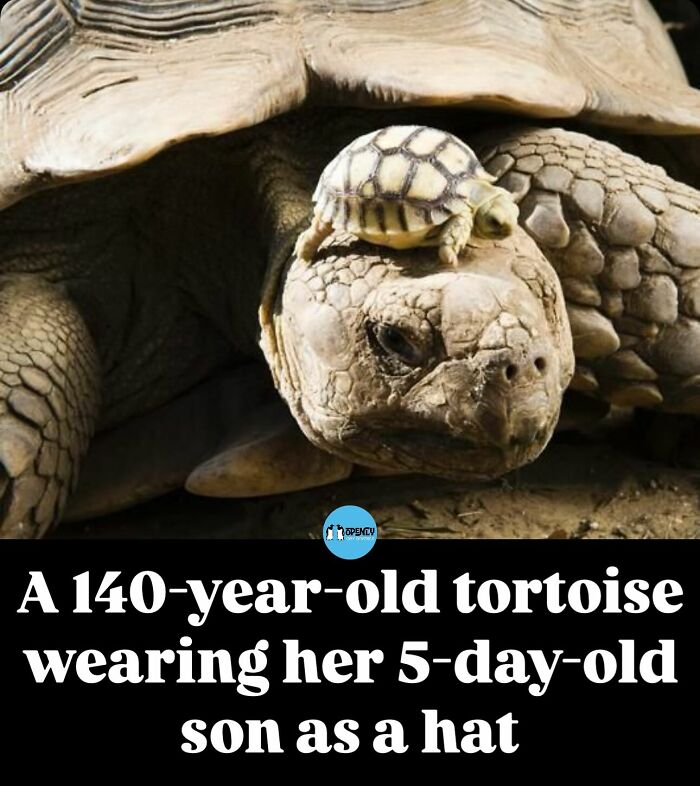 A funny and cute animal meme showing a 140-year-old tortoise with her 5-day-old baby on her head.