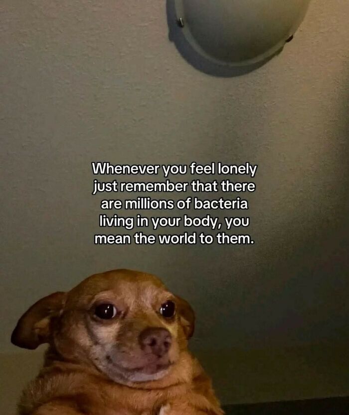 Cute dog with a funny expression and a hilarious educational meme about bacteria living in your body.