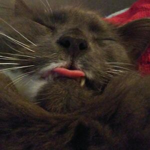 traceyattwood avatar