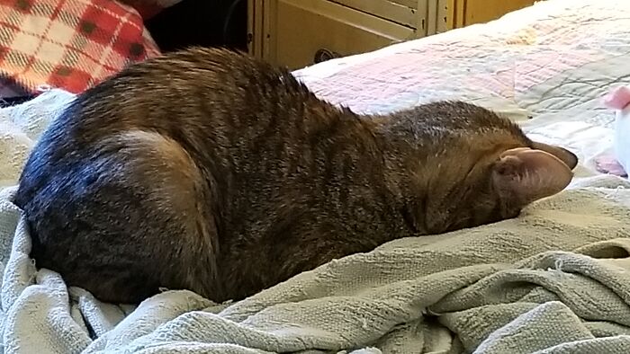 Angel, Sleeping Face-Planted, As Per Usual