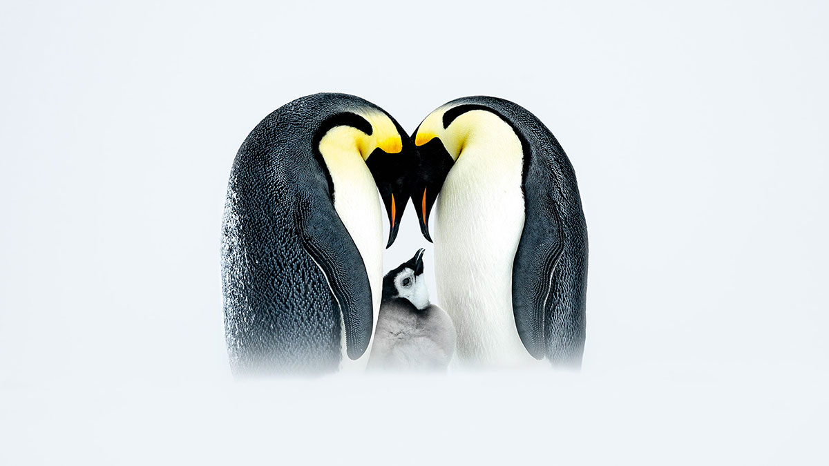 boredpanda.com - Hidrėlėy - 63 Stunning Images From The 2025 Nature's Best Photography Finals