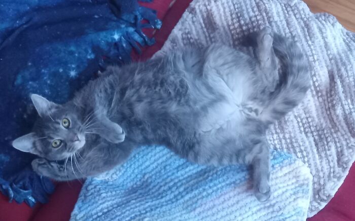 Neville Poses For Risqué Photos To Support His Catnip Habit