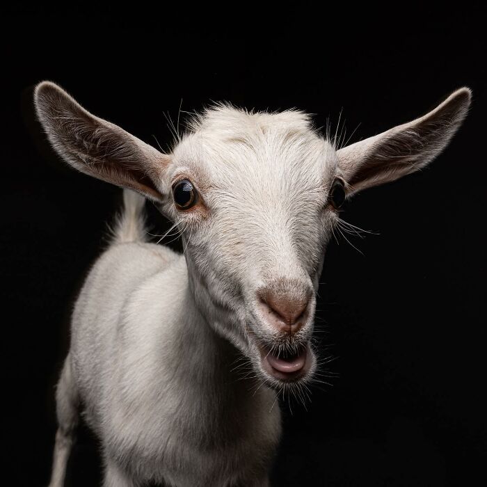 Baby goat captured by Greg Murray with a priceless expression against a bright turquoise background in studio photography.