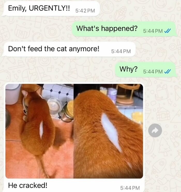 Funny meme conversation about a cat with a c*****d fur pattern, part of randomly funny memes collection.