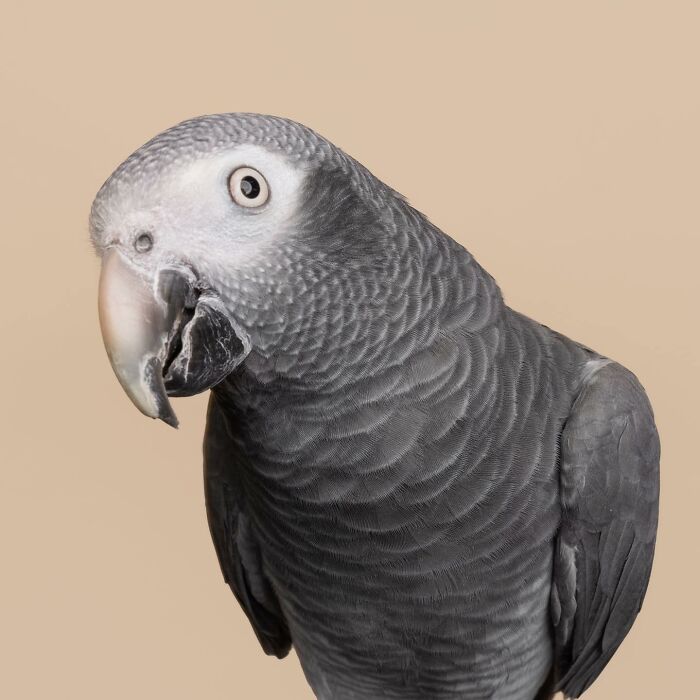 African grey parrot with curious expression against a blue background, from Greg Murray photographed animals series.