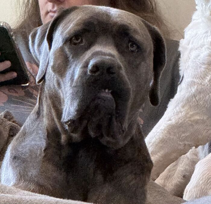 Large dog with a serious expression sitting close to a person, one of the awkward pet photos shared by people online.