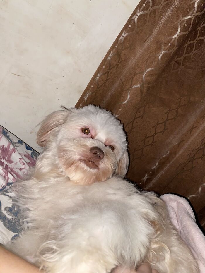 White fluffy dog with a sleepy, awkward expression lying on a bed near brown patterned curtains and a floral blanket.