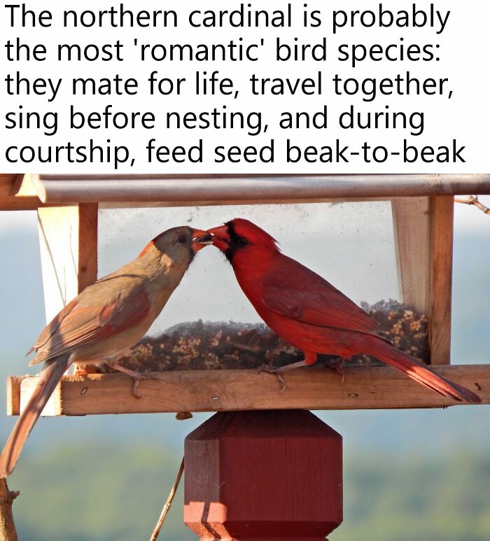 Two northern cardinal birds feeding each other seed beak-to-beak, showcasing cute animal moments for positivity.