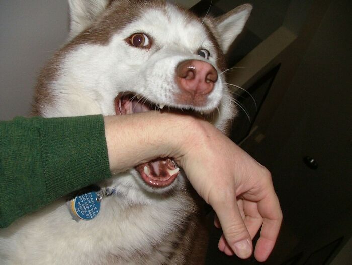Husky dog biting a person's arm, showing surprising and unexpected life facts that might make you do a double take.