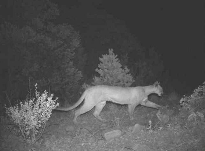 Mountain lion captured by surveillance cameras at night, creating a chilling and eerie nightmare fuel moment in the wild.