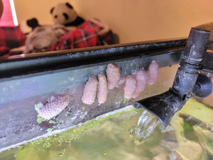 Mystery snail eggs clustered on the side of an aquarium near a water filter and aquatic plants. Mystery snail eggs clustered on the side of an aquarium near a water filter and aquatic plants.