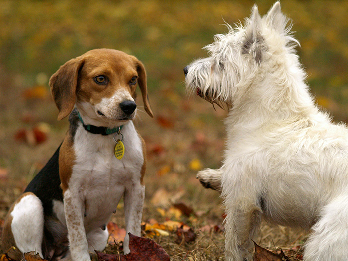 Two dogs interacting outside on autumn leaves, illustrating the concept of dogs being autistic like humans. Two dogs interacting outside on autumn leaves, illustrating the concept of dogs being autistic like humans.