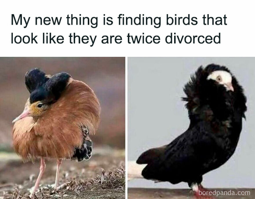 Two birds with unusual feather patterns that resemble expressive faces, funny animal memes to brighten your day