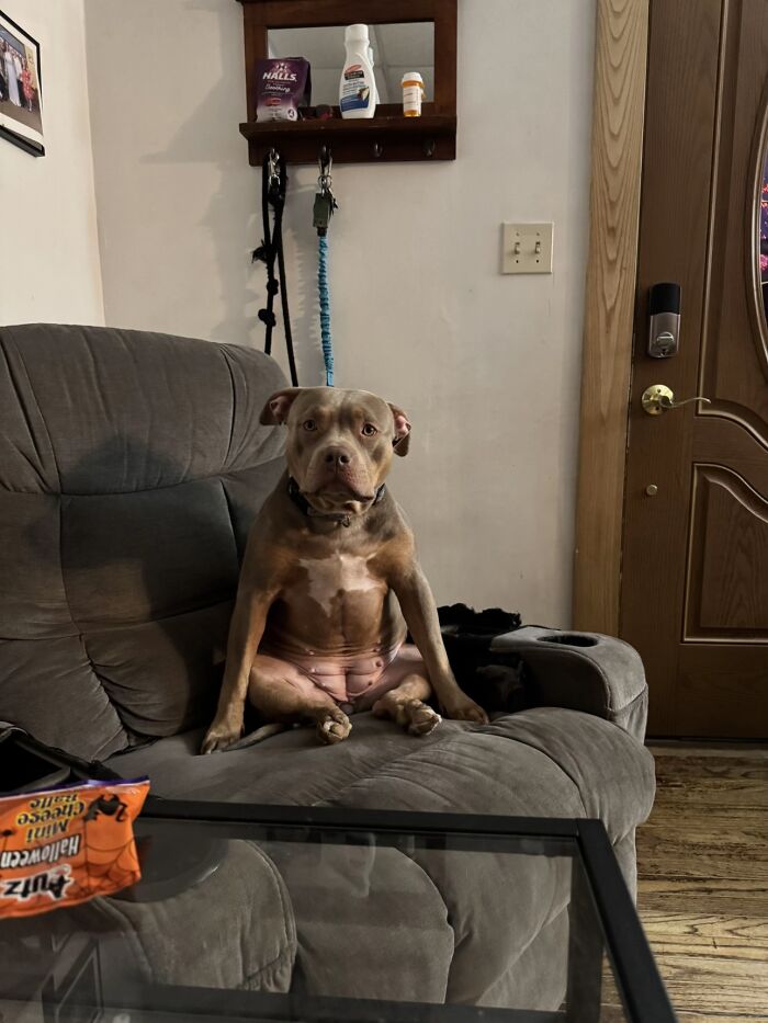 Dog sitting awkwardly on a couch with a serious expression in a living room setting, showcasing awkward pet photos.