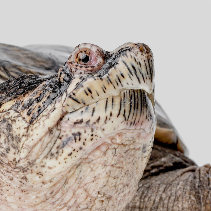 Close-up of a turtle with a vivid expression, showcasing Greg Murray photographed animal expressions in detail.