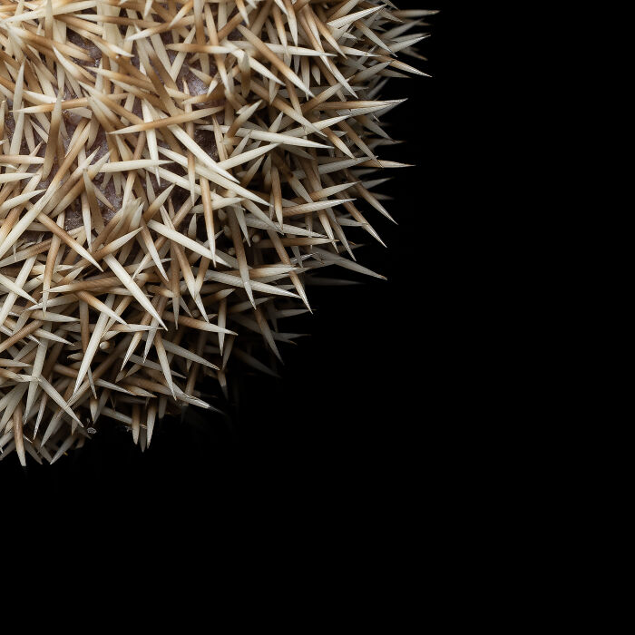 Hedgehog curled up showing detailed spines and unique expression captured by Greg Murray animal photography.