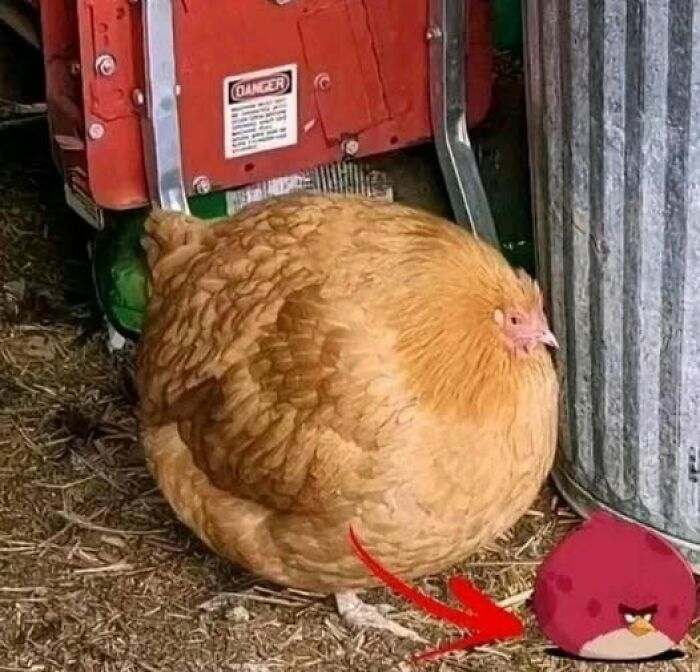 Round chicken standing on dirt near a metal container and machinery, showing a funny resemblance to an Angry Birds character.
