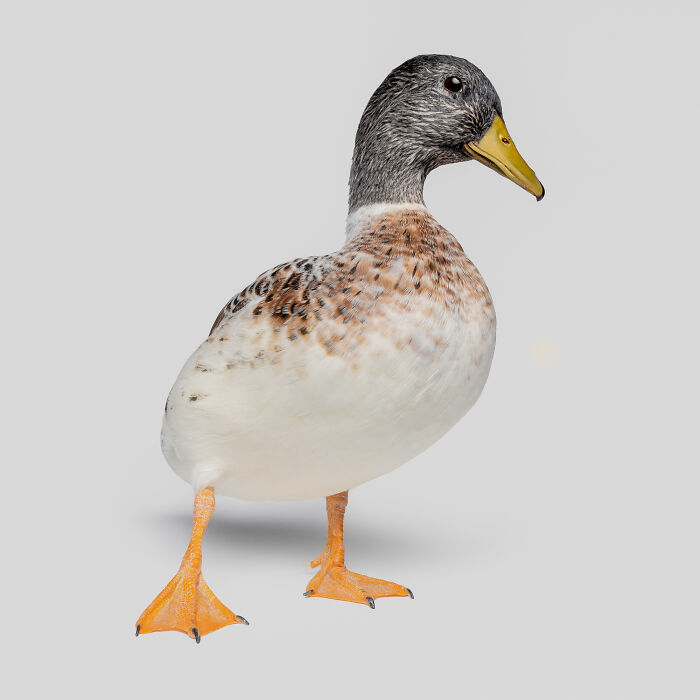 Duck with detailed feathers and bright orange legs, captured in a studio setting by Greg Murray animal photography.