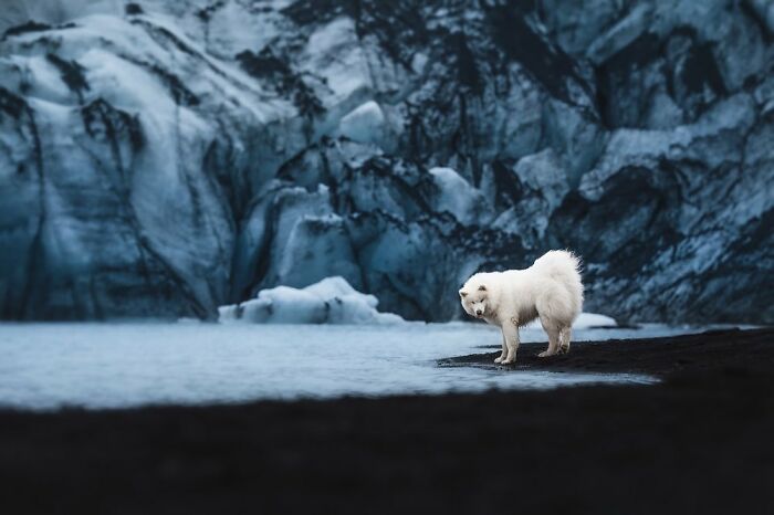Long-haired dog leaping gracefully in front of a misty waterfall, capturing animals at their most majestic moment.