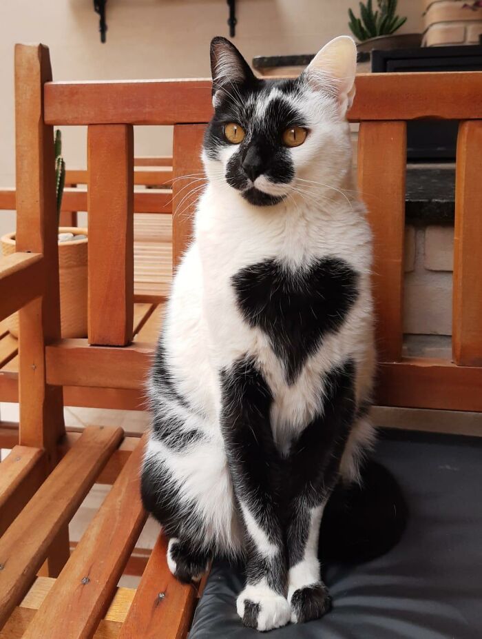 Thor the cat with a distinctive heart-shaped mark on chest sitting on a wooden bench in a cozy setting.