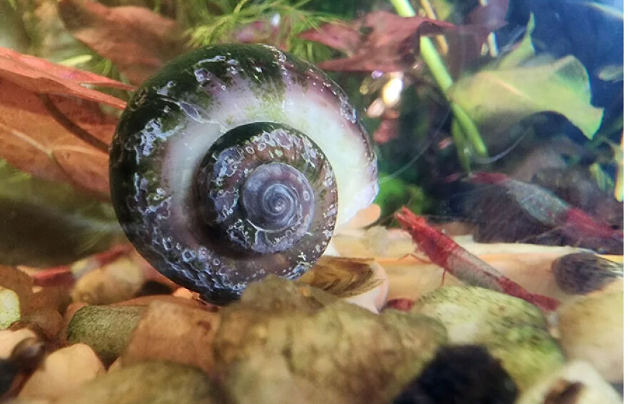 Mystery snail crawling on aquarium gravel with plants and small shrimp in the background underwater scene. Mystery snail crawling on aquarium gravel with plants and small shrimp in the background underwater scene.